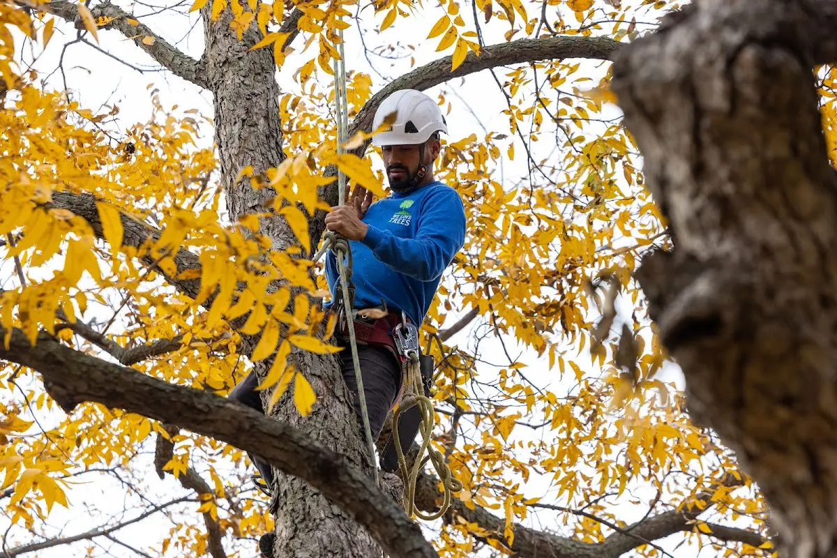 Skilled Tree Planting crew working in Prattsburgh